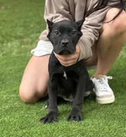 Zena, a female Cane Corso for sale in Murfreesboro, TN – 4 of 5