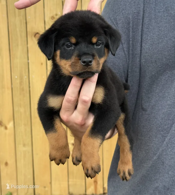 Draco – Rottweiler puppy for sale in Murfreesboro, TN