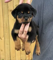 Draco, a male Rottweiler for sale in Murfreesboro, TN – 1 of 4