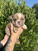 Ezra, a male English Bulldog for sale in Murfreesboro, TN – 4 of 5