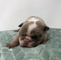 Mabel, a female English Bulldog for sale in Murfreesboro, TN – 3 of 5