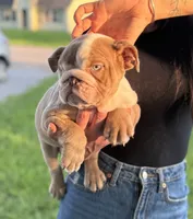 Chunk, a male English Bulldog for sale in Murfreesboro, TN – 3 of 5