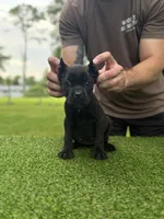 Ophelia, a female Cane Corso for sale in Murfreesboro, TN – 2 of 4
