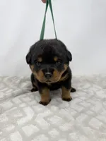 Poppy, a female Rottweiler for sale in Murfreesboro, TN – 2 of 6