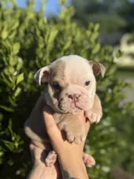 Dozer, a male English Bulldog for sale in Murfreesboro, TN – 3 of 7