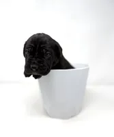 Zena, a female Cane Corso for sale in Murfreesboro, TN – 6 of 6