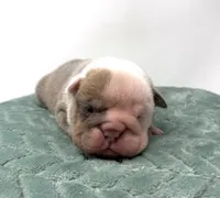 Dozer, a male English Bulldog for sale in Murfreesboro, TN – 5 of 6
