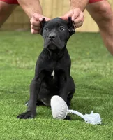 Zena, a female Cane Corso for sale in Murfreesboro, TN – 2 of 5