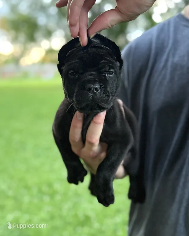 Layla – Cane Corso puppy for sale in Murfreesboro, TN
