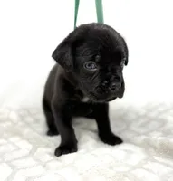 Layla, a female Cane Corso for sale in Murfreesboro, TN – 3 of 5