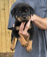 Harry, a male Rottweiler for sale in Murfreesboro, TN – 3 of 6