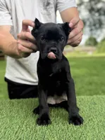 Charlie, a female Cane Corso for sale in Murfreesboro, TN – 5 of 5