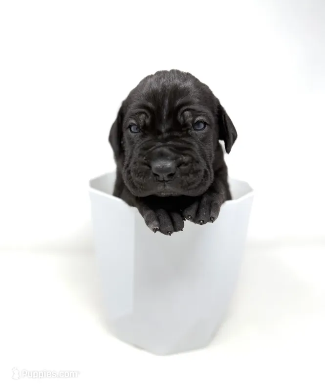 Onyx – Cane Corso puppy for sale in Murfreesboro, TN