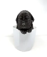Onyx, a female Cane Corso for sale in Murfreesboro, TN – 1 of 6