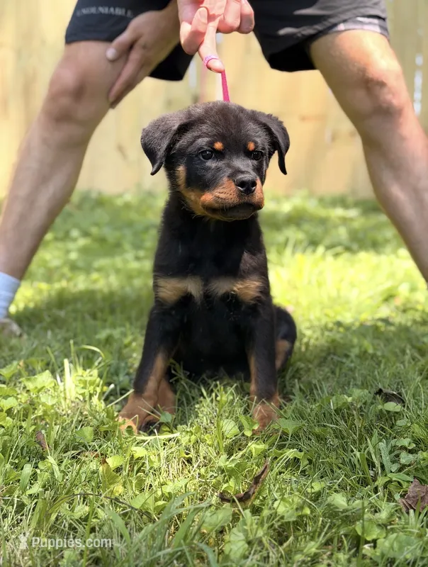 Ravi – Rottweiler puppy for sale in Murfreesboro, TN