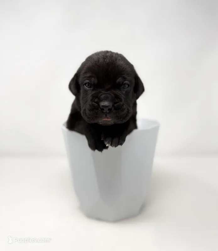 Zena – Cane Corso puppy for sale in Murfreesboro, TN