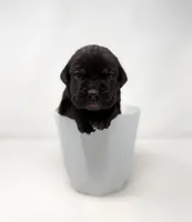 Zena, a female Cane Corso for sale in Murfreesboro, TN – 1 of 6