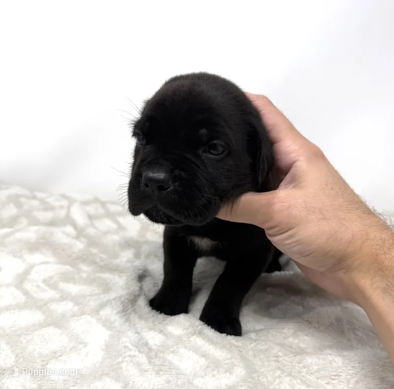Georgia – Cane Corso puppy for sale in Murfreesboro, TN