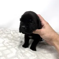 Georgia, a female Cane Corso for sale in Murfreesboro, TN – 1 of 4