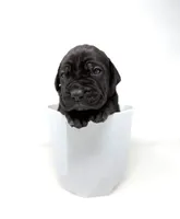 Onyx, a female Cane Corso for sale in Murfreesboro, TN – 3 of 6