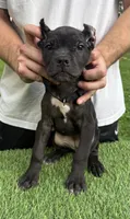 Georgia, a female Cane Corso for sale in Murfreesboro, TN – 3 of 4