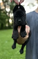 Clarice , a female Cane Corso for sale in Murfreesboro, TN – 5 of 5
