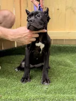 Ophelia, a female Cane Corso for sale in Murfreesboro, TN – 3 of 4