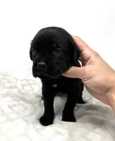 Layla, a female Cane Corso for sale in Murfreesboro, TN – 2 of 5