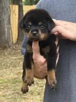 Remus, a male Rottweiler for sale in Murfreesboro, TN – 2 of 5