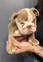Chunk, a male English Bulldog for sale in Murfreesboro, TN – 5 of 5