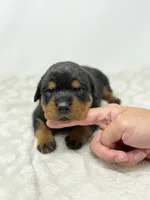 Tiny, a female Rottweiler for sale in Murfreesboro, TN – 3 of 5