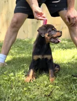 Ravi, a male Rottweiler for sale in Murfreesboro, TN – 4 of 6