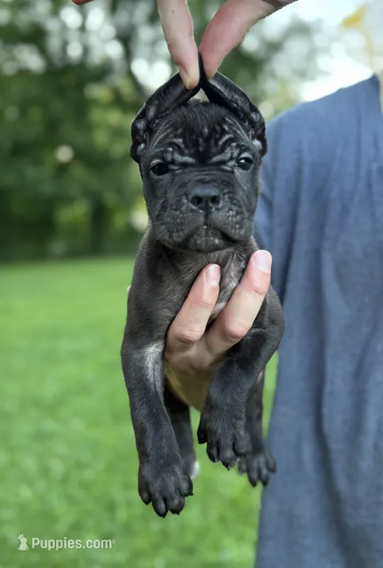 Georgia – Cane Corso puppy for sale in Murfreesboro, TN