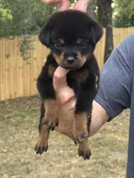 Remus, a male Rottweiler for sale in Murfreesboro, TN – 4 of 5