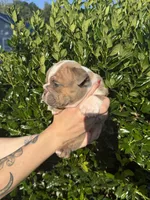 Ezra, a male English Bulldog for sale in Murfreesboro, TN – 2 of 5