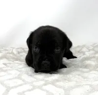 Layla, a female Cane Corso for sale in Murfreesboro, TN – 5 of 5