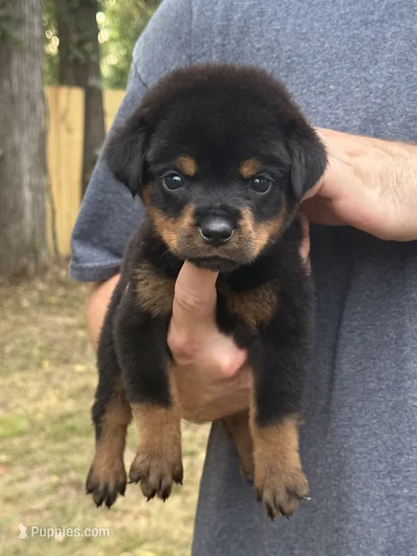 Remus – Rottweiler puppy for sale in Murfreesboro, TN