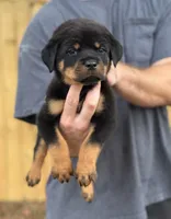Harry, a male Rottweiler for sale in Murfreesboro, TN – 5 of 6