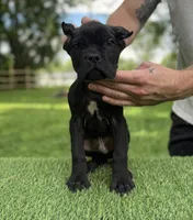 Rocky, a male Cane Corso for sale in Murfreesboro, TN – 4 of 5