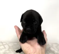 Georgia, a female Cane Corso for sale in Murfreesboro, TN – 4 of 4