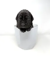 Onyx, a female Cane Corso for sale in Murfreesboro, TN – 5 of 6
