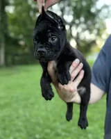 Bonnie, a female Cane Corso for sale in Murfreesboro, TN – 5 of 5