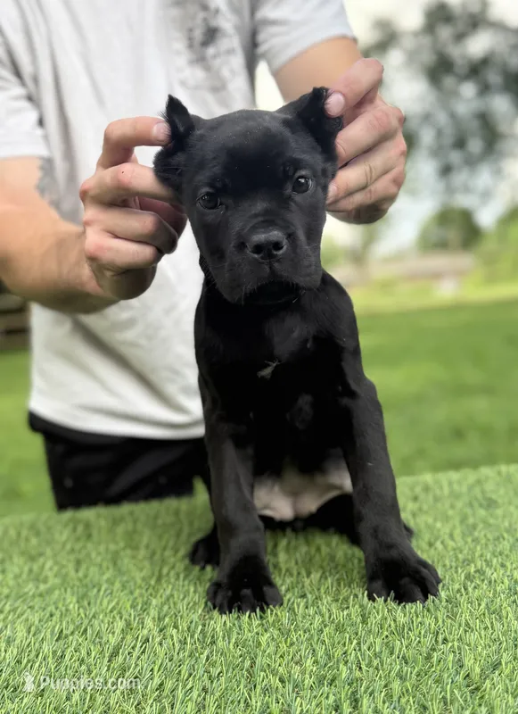 Charlie – Cane Corso puppy for sale in Murfreesboro, TN