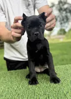 Charlie, a female Cane Corso for sale in Murfreesboro, TN – 1 of 5