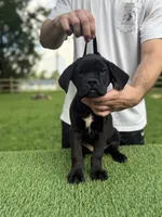 Bonnie, a female Cane Corso for sale in Murfreesboro, TN – 2 of 5