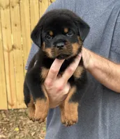 Sirius, a male Rottweiler for sale in Murfreesboro, TN – 3 of 5