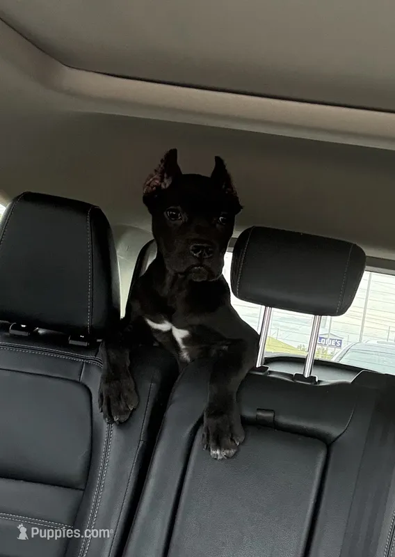 Ophelia – Cane Corso puppy for sale in Murfreesboro, TN