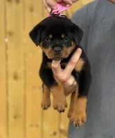 Ginny , a female Rottweiler for sale in Murfreesboro, TN – 4 of 6
