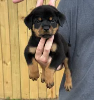 Draco, a male Rottweiler for sale in Murfreesboro, TN – 2 of 4