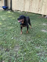 Flika, a female Rottweiler for sale in Murfreesboro, TN – 2 of 5